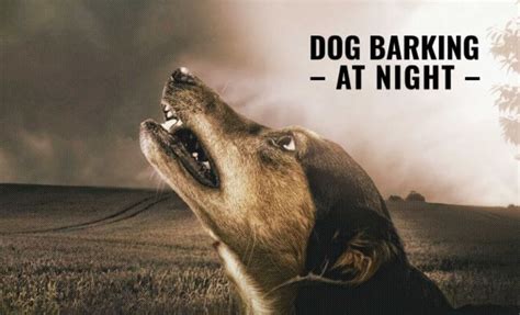 What Is Dogs Barking At Night Spiritual Meaning? - Down Town Animals