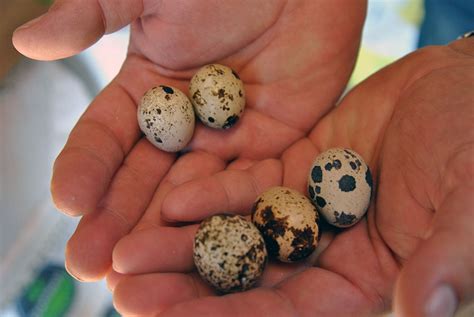 How to incubate quail eggs | Hello Homestead