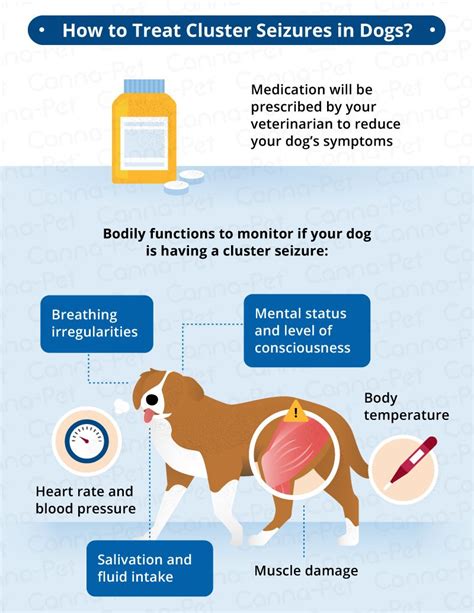 canine seizure medication,www.npssonipat.com