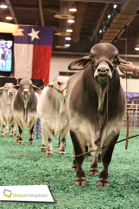 An awesome sight Brahman Show Bulls I LOVE the humpy cattle: Brahmans are the best!! Farm ...