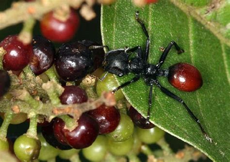 The Cephalotes atratus is the victim of the parasitic ringworm, Myrmeconema neotropicum, in a ...