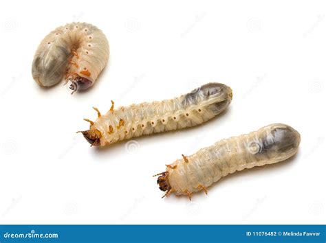 Beetle Larvae Stock Photography - Image: 11076482