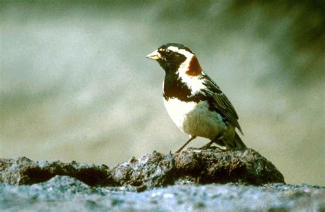 Image libre: calcarius lapponicus, laponie, oiseau, animal