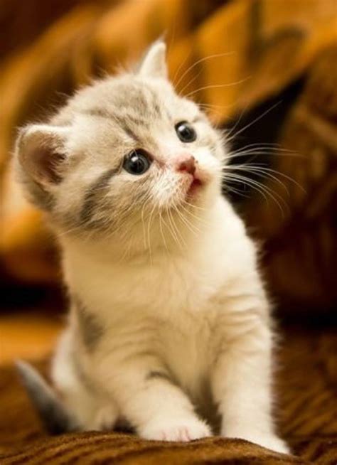 Kitten of the Day - 27th March 2017 - We Love Cats and Kittens