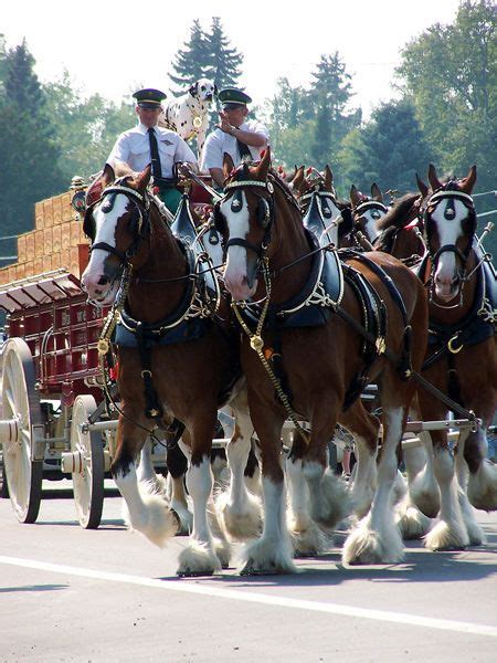 About The Budweiser Clydesdales | Clydesdale horses budweiser, Horses, Clydesdale