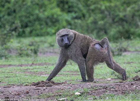 Olive baboon (Papio anubis) Queen Elizabeth NP, Uganda - Wildsolutions