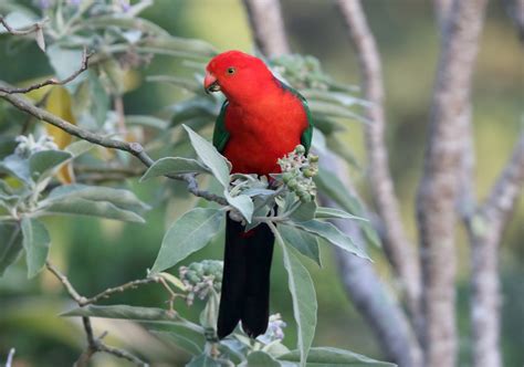 Australian King Parrot - Aviculture Hub