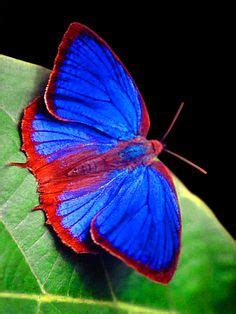 84 ideas de Mariposas | mariposas de colores, mariposas, imagenes de mariposas