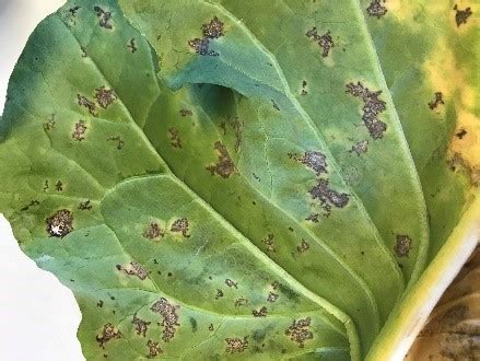 Downy Mildew on Brassica Crops | NC State Extension Publications