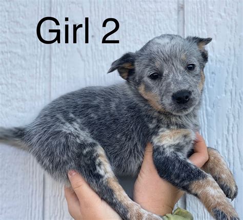 Blue heeler puppies for sale vic