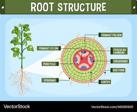 Internal structure of root diagram Royalty Free Vector Image