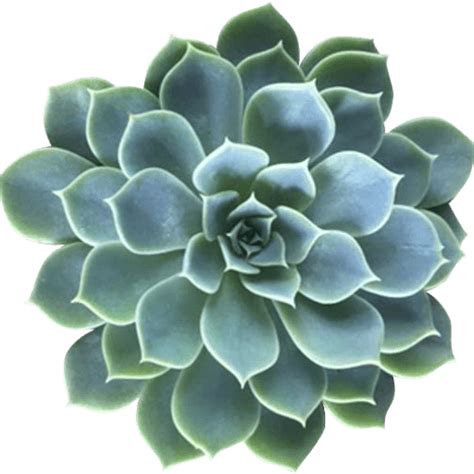 cropped-succulent-plant-png-4.png | THGC