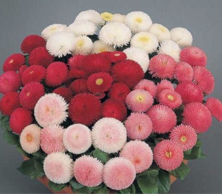 50 seeds 21 Types Bellis Perennis Flower Seeds