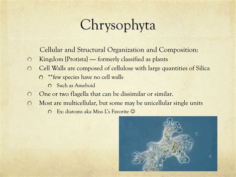 PPT - Chrysophyta and Phaeophyta PowerPoint Presentation, free download ...