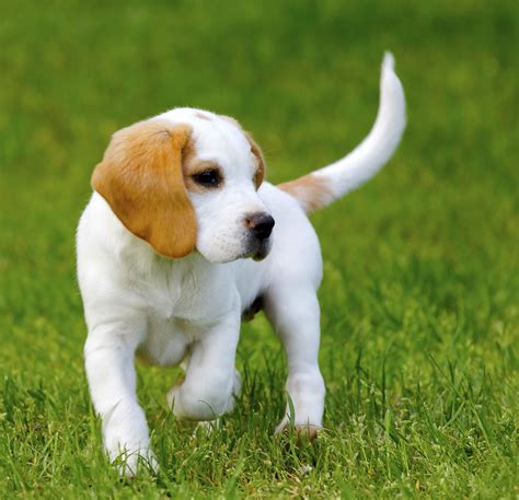 25 Fascinating Lemon Beagle Facts | Lemon beagle, Lemon beagle puppy, Beagle facts