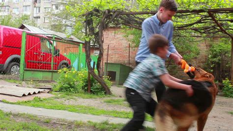 young German Shepherd dog play in green grass with puppies 13541375 Stock Video at Vecteezy