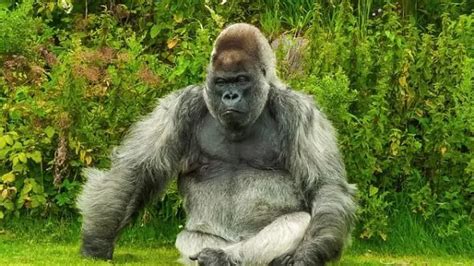 Gorilla Facts: Ecology, Habitat, Diet, Babies, Height, Lifespan ...