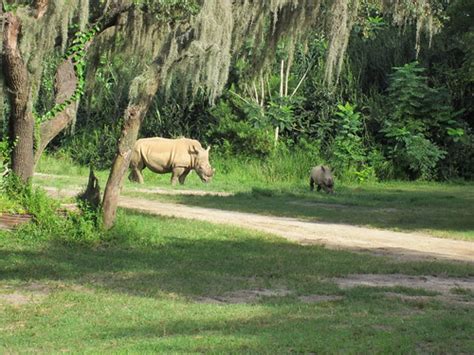 Animal Kingdom Safari | BABY Rhinos! | Tori Behr | Flickr