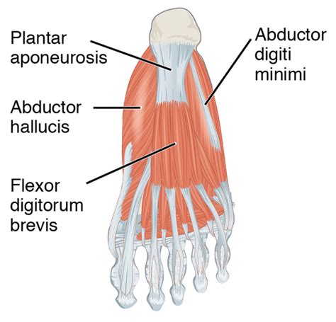 Flexor Digitorum Brevis - Physiopedia