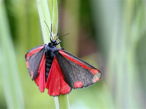 The Cinnabar Moth - Kids Discover