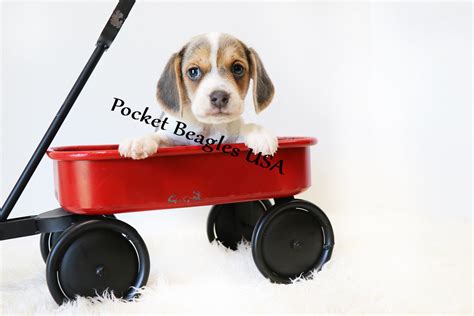 Pocket Beagle Puppies | Www.pocketbeaglesusa.com