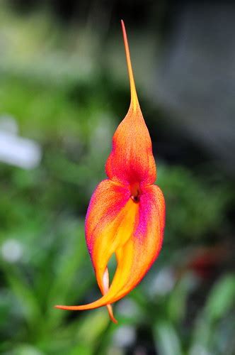 Masdevallia hybrid | Grown by Orchideen Kopf and photographe… | Flickr