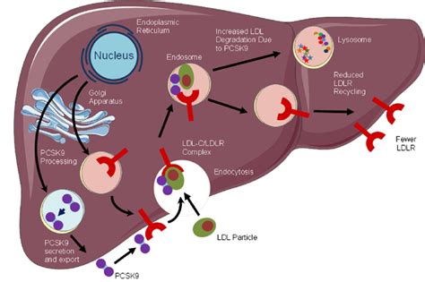 Mechanism of action of PCSK9. LDL low density lipoprotein, LDL-C... | Download Scientific Diagram