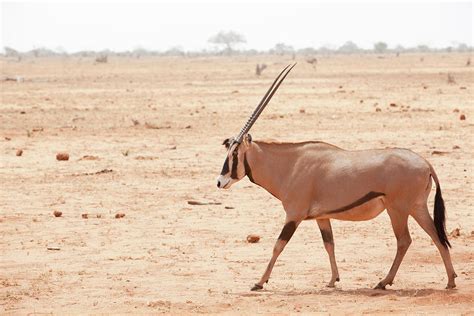 Gemsbok Antelope by 1001slide