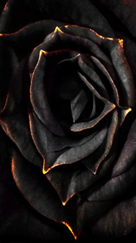 Black Rose, black rose, dark, HD phone wallpaper | Peakpx