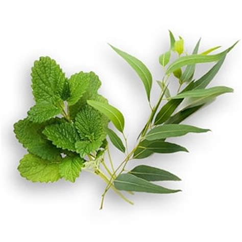 Eucalyptus Spearmint Fragrance Oil