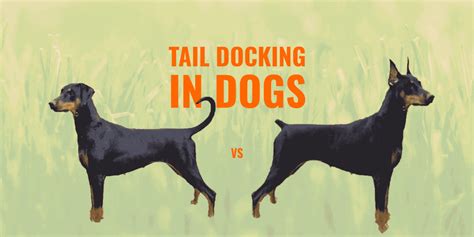 Tail Docking in Dogs – Guide, Safety, Ethics & FAQ