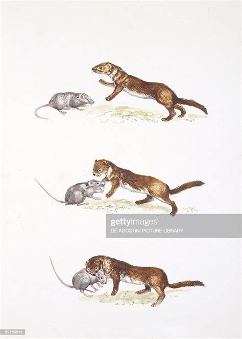 Ermine hunting, illustration News Photo - Getty Images