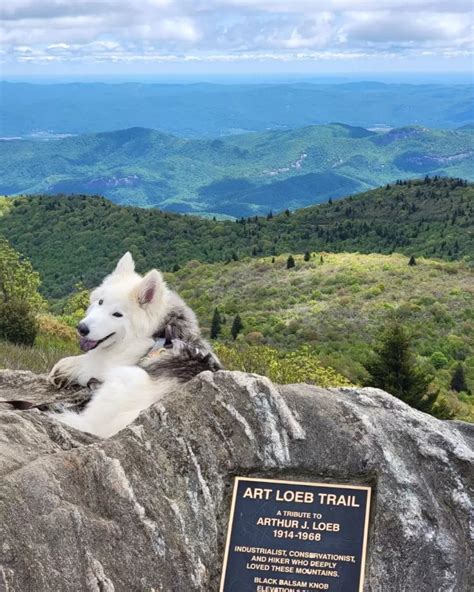 Explore Black Balsam Knob on the Art Loeb Trail