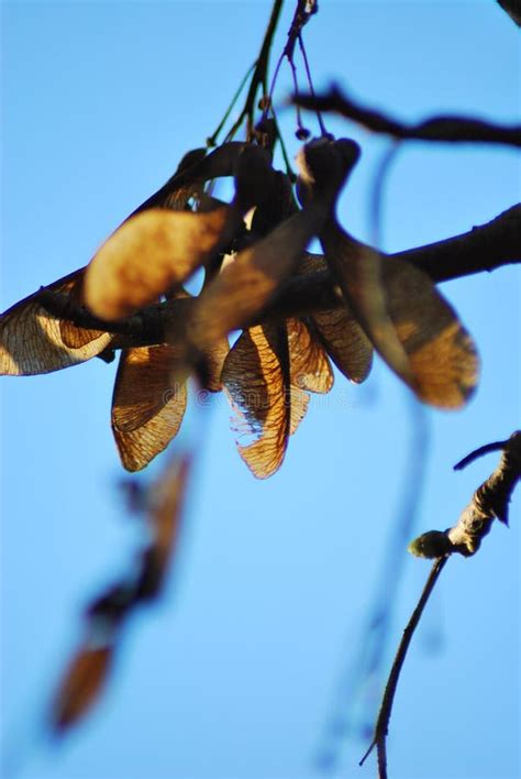 Maple Seed stock photo. Image of garden, spring, plant - 264196202