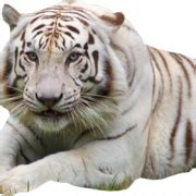 White Tiger PNG HD | PNG All