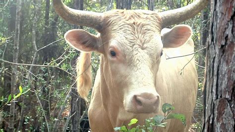 Pineywoods Cattle Under Observation at USM's Lake Thoreau - YouTube