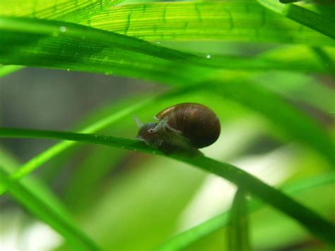 The 13 Best Types Of Aquarium Snails (Freshwater)