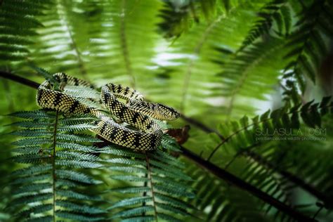 Sumatran Pit Viper | Borneo | Pit viper, Borneo, Viper