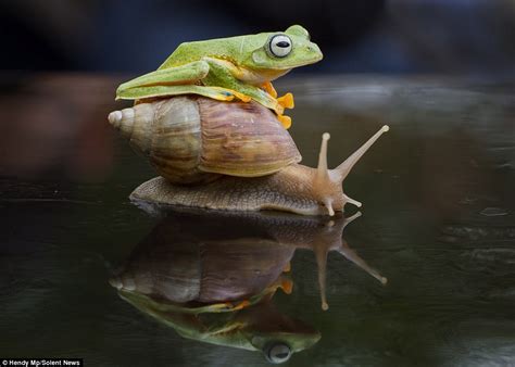 Indonesian flying frog tries to hitch a ride on snail's back | Daily Mail Online