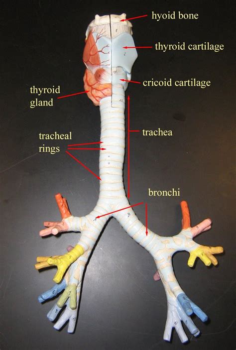 bronchial tree model | Respiratory system anatomy, Medical anatomy ...