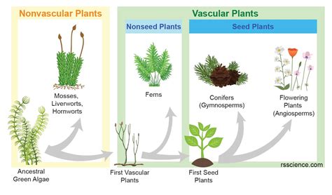 Autotrophs vs. Heterotrophs – Definition and Examples - Rs' Science