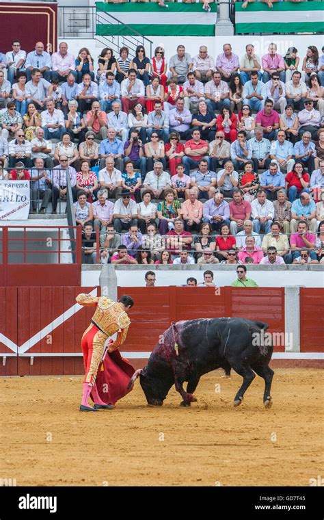 Bullfighter Enrique Ponce bullfighting with the crutch in the Bullring of Pozoblanco, Spain ...