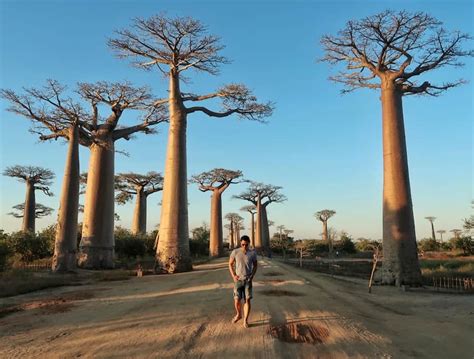 Walking Down The Avenue Of The Baobabs | Madagascar • Life of Y