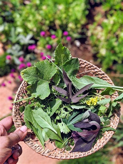 Growing Salad Greens in Trays - A Step-by-Step Beginner's Guide