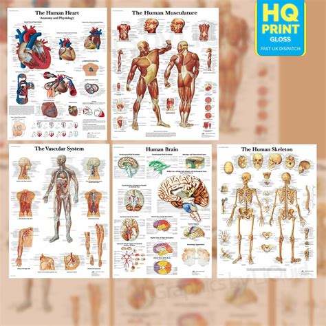 HUMAN ANATOMY MEDICAL ANATOMICAL EDUCATIONAL POSTER PRINTS | A4 A3 A2 A1 | | eBay