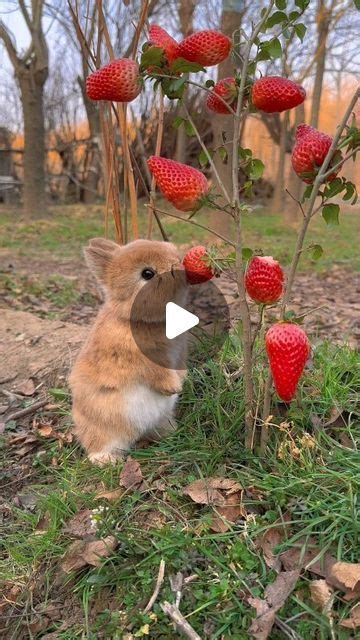 Panda lalai on Instagram: "bunny feast! 🍓🐇" in 2024 | Packing tips for vacation, Garden art ...