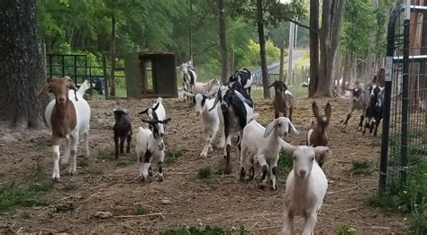 Boer Goats for Sale in NC | Cotton Bean Farms