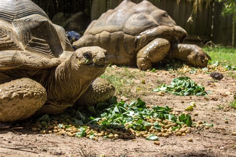 Animal List | Birmingham Zoo