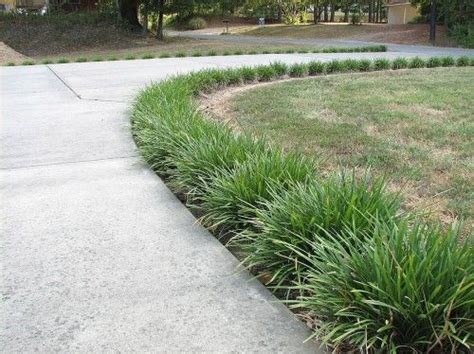 Driveway Border Plants - Plants BB