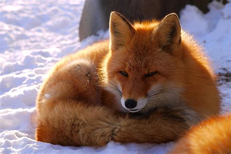 Foxes in the snow pt107 by lycanthrope1021 on DeviantArt